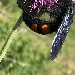 Pygodasis ephippium ephippium