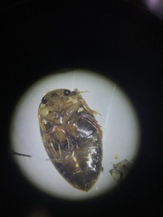 Laccophilus maculosus