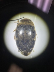 Laccophilus maculosus