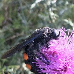 Pygodasis ephippium ephippium