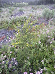 Aspalathus astroites