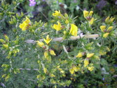 Aspalathus astroites