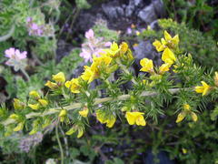 Aspalathus astroites