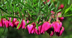 Boronia molloyae