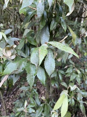 Quercus gilva