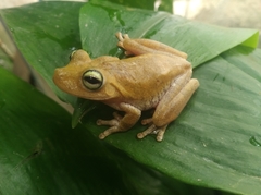 Boana platanera