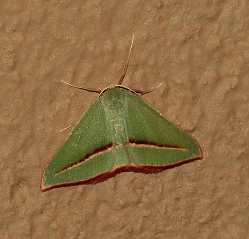 Green Vestal