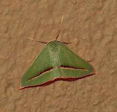 Chlorerythra rubriplaga