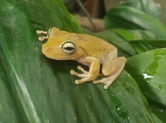 Boana platanera
