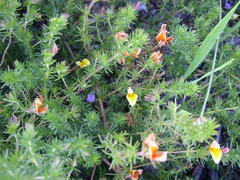 Aspalathus retroflexa retroflexa