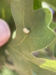 Atrusca clavuloides