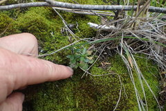 Veronica bishopiana
