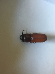 Neandra marginicollis