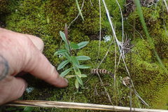 Veronica bishopiana