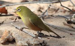 Zosterops pallidus