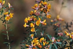 Pultenaea retusa