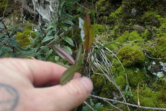 Veronica bishopiana
