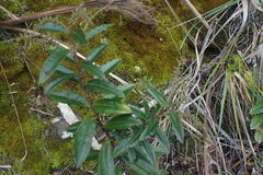 Veronica bishopiana