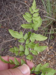 Cheilanthes viridis viridis