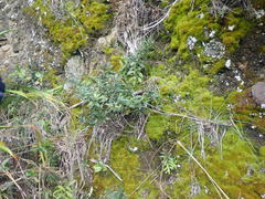 Veronica bishopiana