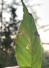 Stigmella lemniscella