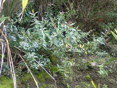 Veronica bishopiana