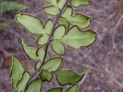 Cheilanthes viridis viridis