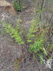 Cheilanthes viridis viridis