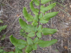 Cheilanthes viridis viridis