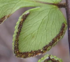 Cheilanthes viridis viridis