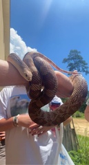 Pituophis melanoleucus