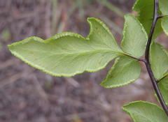 Cheilanthes viridis viridis