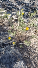 Heterotheca stenophylla