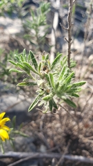 Heterotheca stenophylla