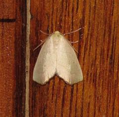 Drepanogynis olivescens