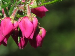 Boronia molloyae