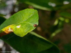 Scymnobius ecuadoricus