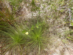 Gompholobium nitidum