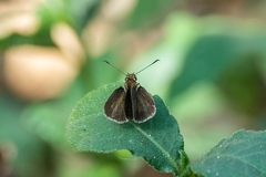 Callimormus interpunctata