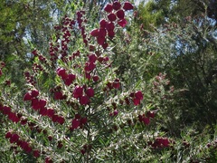 Boronia molloyae