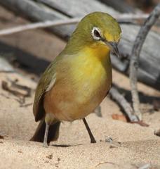 Zosterops pallidus