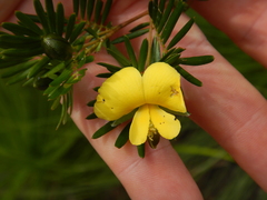 Gompholobium nitidum