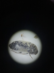 Dermestes caninus