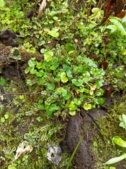 Chrysosplenium serreanum