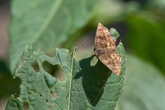 Nisoniades macarius