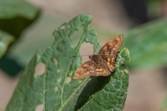 Nisoniades macarius
