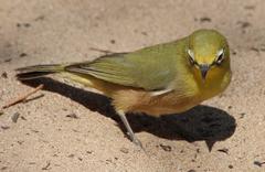 Zosterops pallidus
