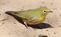 Zosterops pallidus