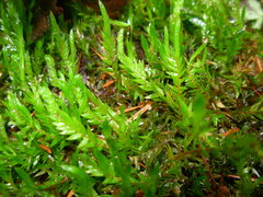 Fontinalis antipyretica