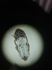 Dermestes caninus
